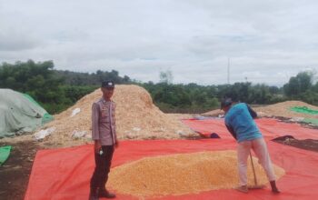 Bhabinkamtibmas Desa Kiwu Aktif Dukung Ketahanan Pangan, Pantau Penjemuran Jagung Warga