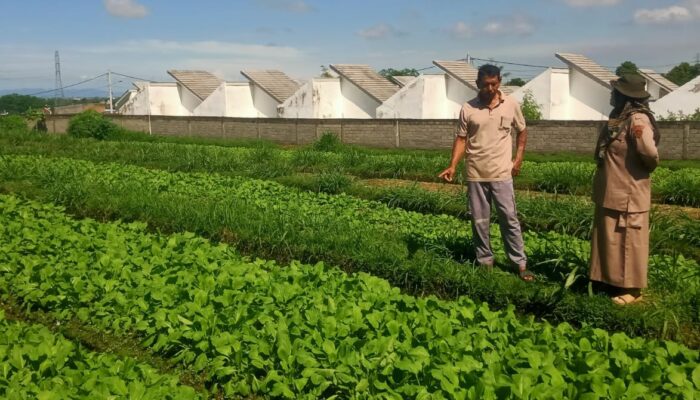 Dari Lahan 15 Are, Sawi Jadi Harapan Warga