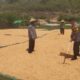 Panen Jagung Melimpah, Polisi Ikut Turun Tangan Bantu Petani