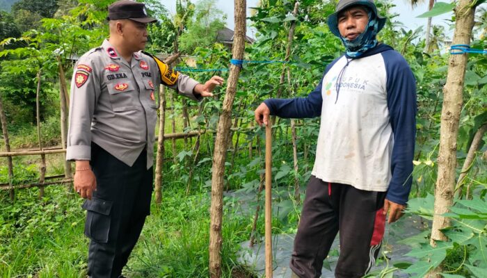 Bhabinkamtibmas Arab Kenangan Monitoring Ketahanan Pangan Warga, Dukung Program Swasembada