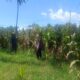 Dukung Ketahanan Pangan, Bhabinkamtibmas Desa Tarusa Pantau Persiapan Panen Jagung Hibrida