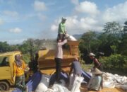 Bhabinkamtibmas Desa Saneo Turun Langsung Pantau Panen Jagung Warga