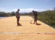 Bhabinkamtibmas Desa Kwangko Dampingi Petani Jemur Hasil Panen Jagung