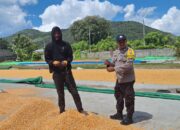 POLSEK KEMPO DUKUNG PROGRAM KETAHANAN PANGAN NASIONAL MELALUI PEMANTAUAN PENJEMURAN JAGUNG WARGA