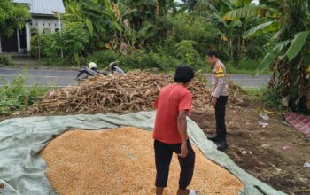 POLSEK PEKAT DUKUNG KETAHANAN PANGAN NASIONAL MELALUI PEMANTAUAN HASIL PANEN JAGUNG WARGA