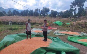 Bantu Aktivitas Petani di Desa Binaan, Upaya Bhabinkamtibmas Polsek Donggo Sukseskan Program Ketahanan Pangan Nasional