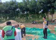 Bhabinkamtibmas Imbau Petani Salurkan Jagung ke Bulog Demi Stabilitas Harga