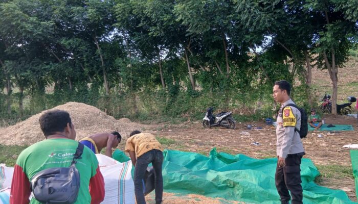 Bhabinkamtibmas Imbau Petani Salurkan Jagung ke Bulog Demi Stabilitas Harga