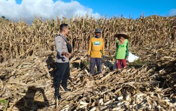 Bhabinkamtibmas Desa Mata Berikan Motivasi dan Edukasi kepada Petani Jagung