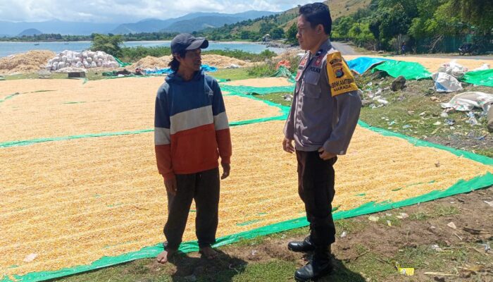 BHABINKAMTIBMAS DESA MARADA LAKUKAN PEMANTAUAN HASIL PANEN JAGUNG WARGA DALAM MENDUKUNG PROGRAM KETAHANAN PANGAN NASIONAL