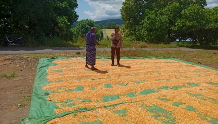 BHABINKAMTIBMAS DESA NANGAMIRO LAKUKAN PEMANTAUAN HASIL PANEN JAGUNG WARGA DALAM MENDUKUNG KETAHANAN PANGAN NASIONAL