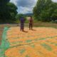 BHABINKAMTIBMAS DESA NANGAMIRO LAKUKAN PEMANTAUAN HASIL PANEN JAGUNG WARGA DALAM MENDUKUNG KETAHANAN PANGAN NASIONAL