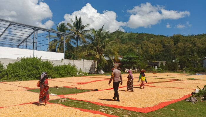 Kapolsek Manggelewa Dorong Petani Distribusikan Hasil Panen ke Gudang Bulog
