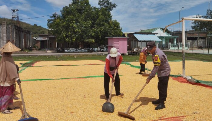 Bhabinkamtibmas Polsek Kempo Turun Langsung Bantu Petani Pasca Panen Jagung