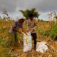 Dorong Petani Sejahtera, Bhabinkamtibmas Desa Poja Sape Loby Bulog Serap Hasil Panen Jagung