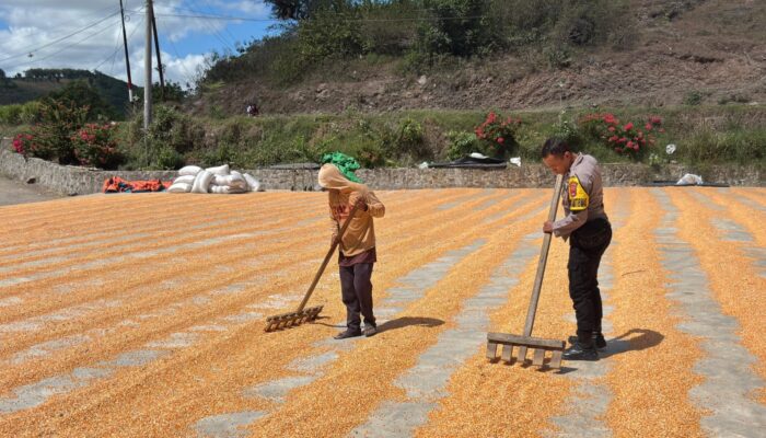 Dukung Ketahanan Pangan Nasional, Bhabinkamtibmas Rhee Loka Sambangi Petani Jagung
