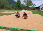 BHABINKAMTIBMAS DESA SAWE PANTAU HASIL PANEN JAGUNG WARGA DI KECAMATAN HU’U