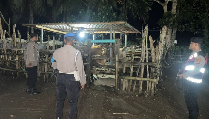 Siasat Polsek Sekotong Jaga Malam, Intip Cara Polisi Amankan Hewan Ternak Warga dari Incaran Pencuri
