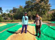 BHABINKAMTIBMAS DESA CEMPI JAYA MONITORING HASIL PANEN JAGUNG WARGA BINAAN DI KECAMATAN HU’U