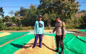 BHABINKAMTIBMAS DESA CEMPI JAYA MONITORING HASIL PANEN JAGUNG WARGA BINAAN DI KECAMATAN HU’U