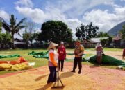 BHABINKAMTIBMAS DESA SAWE MONITORING HASIL PANEN JAGUNG WARGA DI KECAMATAN HU’U