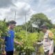 Dukung Pangan Mandiri, Bhabinkamtibmas Rhee Loka Pantau Budidaya Cabai dan Serap Kendala Petani