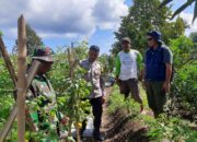 BHABINKAMTIBMAS POLSEK PEKAT PANTAU LAHAN PERTANIAN SAYUR WARGA DUKUNG KETAHANAN PANGAN