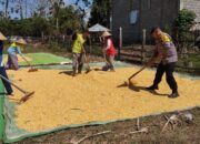 BHABINKAMTIBMAS POLSEK KEMPO PANTAU HASIL PANEN JAGUNG WARGA DUKUNG KETAHANAN PANGAN NASIONAL