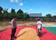 PANEN JAGUNG MELIMPAH, POLSEK HU’U AJAK WARGA TINGKATKAN PRODUKSI PERTANIAN