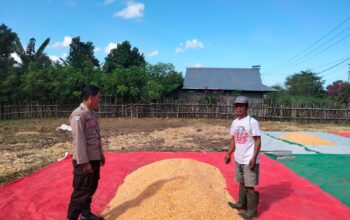 PANEN JAGUNG MELIMPAH, POLSEK HU’U AJAK WARGA TINGKATKAN PRODUKSI PERTANIAN