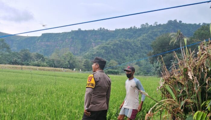 Dukung Ketahanan Pangan, Bhabinkamtibmas Desa Sampe Dampingi Petani Optimalkan Lahan Produktif