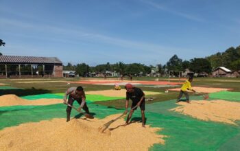 BHABINKAMTIBMAS DESA ADU POLSEK HU’U PANTAU PENJEMURAN JAGUNG WARGA DUKUNG PROGRAM KETAHANAN PANGAN