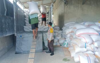 Polsek Gerung dan Mitra Pastikan Pasokan Jagung Aman untuk Ketahanan Pangan