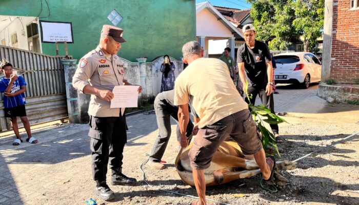 Bhabinkamtibmas Seteluk Tengah Dampingi Pemotongan Hewan Kurban Polres Sumbawa Barat
