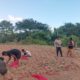 BHABINKAMTIBMAS POLSEK MANGGELEWA MONITORING HASIL PANEN BAWANG WARGA BINAAN
