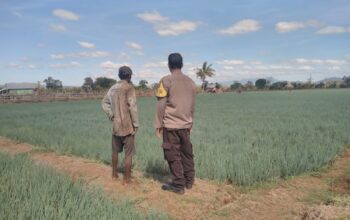 Tingkatkan Ekonomi Warga, Bhabinkamtibmas Desa Bunga Eja Dampingi Petani Bawang Merah