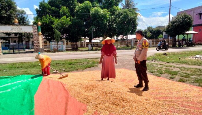 BHABINKAMTIBMAS POLSEK HU’U PANTAU HASIL PANEN JAGUNG WARGA DAN DORONG KETAHANAN PANGAN