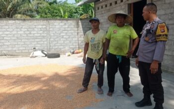 Cara Bhabinkamtibmas Desa Kuranji Jaga Kualitas Panen Jagung Warga