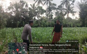 Bhabinkamtibmas Desa Kalianyar Cek Lahan Sawah Warga Yang Ditanami Jagung