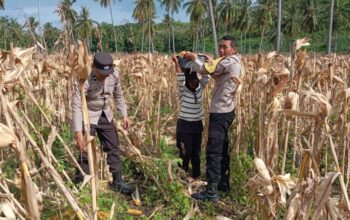 Polsek Sekotong Kawal Panen Jagung di Batu Putih