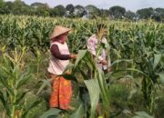 Momen Hangat Bhabinkamtibmas Dampingi Petani Jagung Bagik Polak, Sinergi Kuat Demi Swasembada Pangan Desa