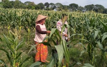 Momen Hangat Bhabinkamtibmas Dampingi Petani Jagung Bagik Polak, Sinergi Kuat Demi Swasembada Pangan Desa