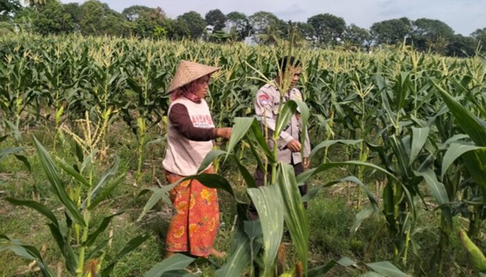 Momen Hangat Bhabinkamtibmas Dampingi Petani Jagung Bagik Polak, Sinergi Kuat Demi Swasembada Pangan Desa