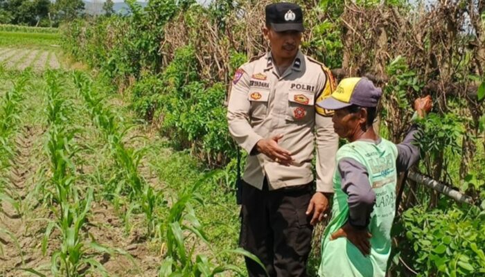 Cara Cerdas Bhabinkamtibmas Labuapi Ajak Warga Sulap Lahan Kosong Demi Ketahanan Pangan Nasional