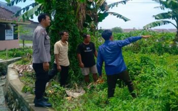 Lahan Sempit Jadi Aset, Cara Bhabinkamtibmas Desa Perampuan Bangkitkan Kemandirian Pangan Warga