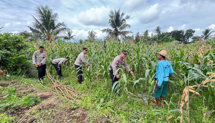 Sat Binmas Polres Lombok Tengah Cek Kesiapan Panen Raya Jagung Kuartal II 2026