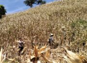 Polsek Sekotong Kawal Panen Raya Jagung di Buwun Mas