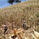 Kawal Panen Raya Jagung, Polsek Sekotong Borong Semangat Petani Buwun Mas demi Ketahanan Pangan