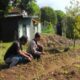 Sentuhan Bhabinkamtibmas di Dusun Senteluk Daye: Sulap Pekarangan Jadi Lahan Hortikultura Produktif
