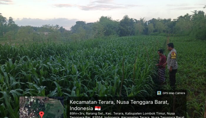 Bhabinkamtibmas Desa Rarang Batas Cek Tanaman Jagung Milik Warga Di Dusun Bolor Sembe